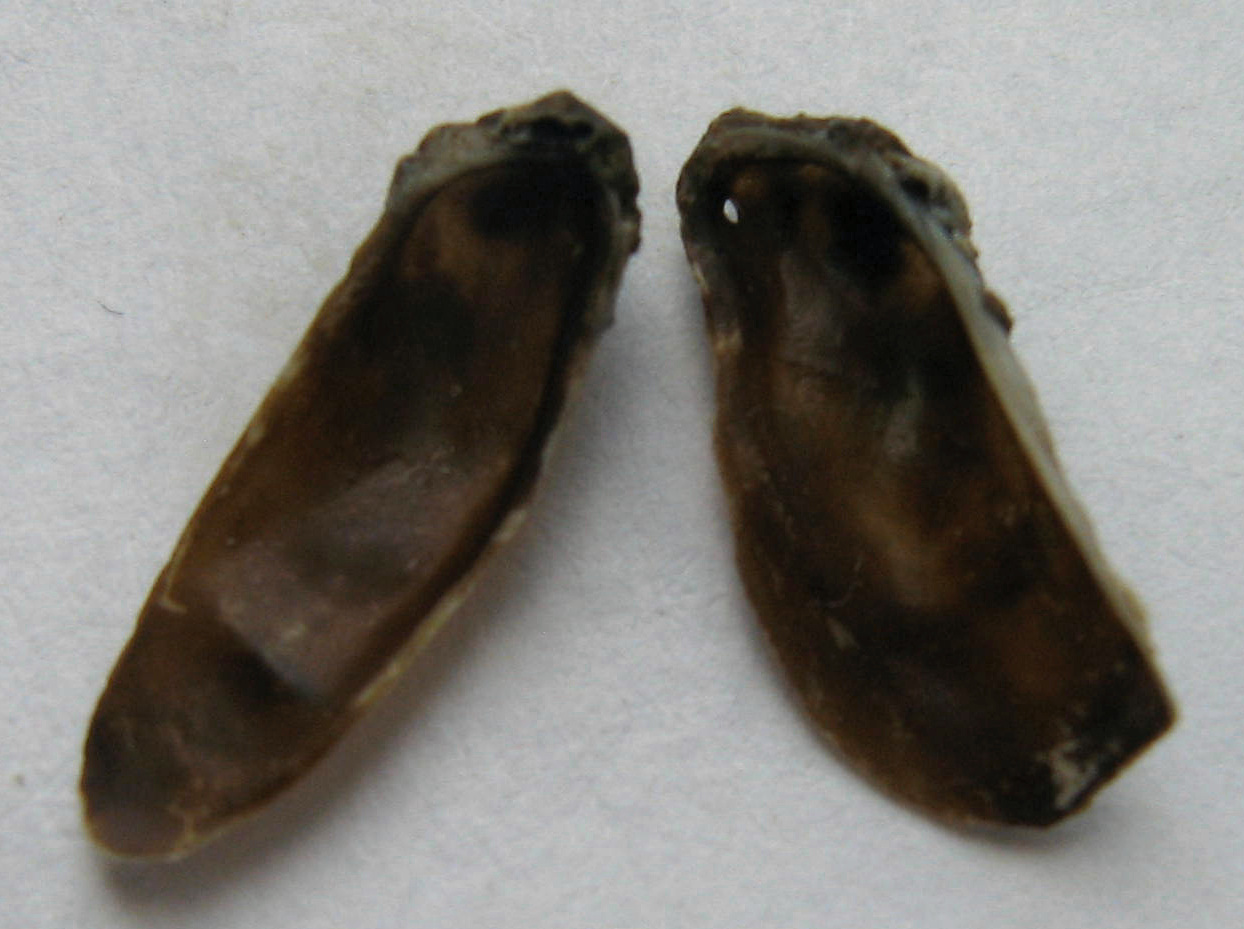 piccolo bivalve da identificare